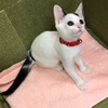 ＜かわいい子猫ちゃん入所予定＞