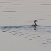 秋の池に棲む鳥と虫