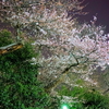 近所の桜