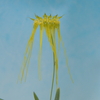 Bulbophyllum flaviflorum 