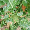 雨上がりの野菜たち