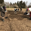 2018年　3月25日　一迫ゆり園に　ユリの植え付けに...