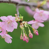 河津桜　深度合成