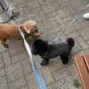 クンクンする犬とナデナデする人