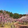 桜♡