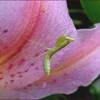 ミモザとユーカリの芯留め