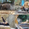 チェンマイ動物園の紹介　動物や施設や移動方法について
