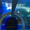 水族館といえば、やっぱり魚津水族館！