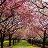 またさくら桜