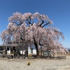 瑞巌寺の枝垂れ桜