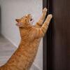 マキシム・ラザレフ🐱アクセスを制限したらヒステリー：なぜ猫はドアにこんなに強く反応するのか