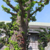  金子みすゞ記念館