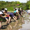 生雲小学習田の田植え