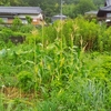 朝採り野菜市、、、