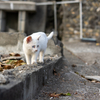 天草諸島のねこさん