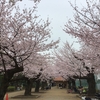 曇り空の桜