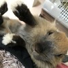 怒っても可愛い