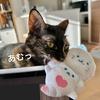 飼い主の手がふさがっているときにいたずらスタート！