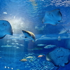 【機材レビュー】水族館撮影の機材たち～SONYレンズ編～