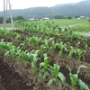 雨が降る前に