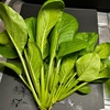 ベランダ菜園2024🥬⑧