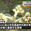 寒波でビワの実に影響が