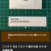 フリチア・プルケラ光玉発芽
