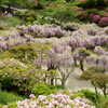 千光寺公園の藤