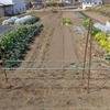 実家でじゃが芋植えた