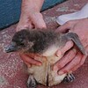元気だよ！ペンギン赤ちゃん（新潟県）