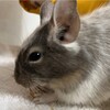 しろごまあん95日目