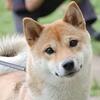 犬型の人間が猫型になっていく経緯