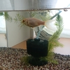 筋肉が付いて浮かなくなった金魚