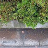 ルリチュウレンジハバチの幼虫