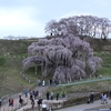 2013 滝桜　（三春町）