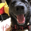 甲斐犬サンとアタクシの愉しみ方。の巻〜ﾜｸ(灬ºωº灬)ﾃｶ♬