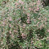 今年は例年と少々違う周囲の花々