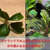 ブセファランドラ水上葉を水中化する方法、水中葉になる迄の期間は？
