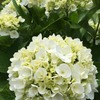 曇り空に輝く紫陽花咲く！：自転車散歩：ポタリング