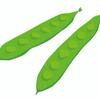 インゲン豆栽培：５つの簡単なステップ