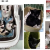 子猫が欲しいらしいです  / 十割そば