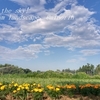 ご近所の花風景・・②