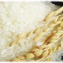 魚沼産コシヒカリは美味しいお米