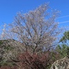 小春日和に桜の花見