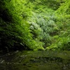 石川、菱池谷で沢登り！初中級者向け｜緑豊かなゴルジュが美しいルートと装備を写真で紹介