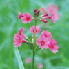 今日の誕生花「クリンソウ」仏閣の九輪に似てる花は千手ケ浜！