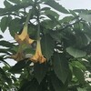 Angel’s Trumpet