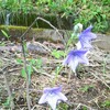 避暑地で夏バテ&ヘリ事故〜草津たより