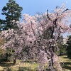 名残り桜2022その2