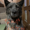 愛妻の日に捧ぐ〜ｳﾏｲｺﾄ言ｳﾈ‼︎ (^Д^)m9‼︎